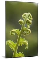 Fiddlehead Fern-Richard T. Nowitz-Mounted Photographic Print