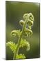 Fiddlehead Fern-Richard T. Nowitz-Mounted Photographic Print