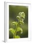 Fiddlehead Fern-Richard T. Nowitz-Framed Photographic Print