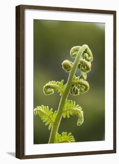 Fiddlehead Fern-Richard T. Nowitz-Framed Photographic Print