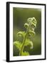 Fiddlehead Fern-Richard T. Nowitz-Framed Photographic Print