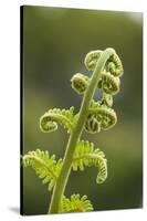 Fiddlehead Fern-Richard T. Nowitz-Stretched Canvas