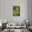 Fiddlehead Fern-Richard T. Nowitz-Stretched Canvas displayed on a wall