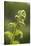 Fiddlehead Fern-Richard T. Nowitz-Stretched Canvas