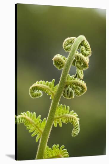 Fiddlehead Fern-Richard T. Nowitz-Stretched Canvas