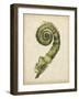 Fiddlehead Ferns II-Jennifer Goldberger-Framed Art Print