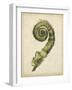 Fiddlehead Ferns II-Jennifer Goldberger-Framed Art Print