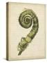 Fiddlehead Ferns II-Jennifer Goldberger-Stretched Canvas