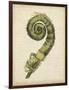 Fiddlehead Ferns II-Jennifer Goldberger-Framed Art Print