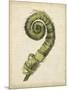 Fiddlehead Ferns II-Jennifer Goldberger-Mounted Art Print