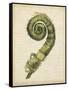 Fiddlehead Ferns II-Jennifer Goldberger-Framed Stretched Canvas