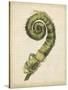 Fiddlehead Ferns II-Jennifer Goldberger-Stretched Canvas