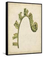 Fiddlehead Ferns III-Jennifer Goldberger-Framed Stretched Canvas