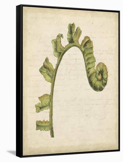 Fiddlehead Ferns III-Jennifer Goldberger-Framed Stretched Canvas