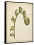 Fiddlehead Ferns III-Jennifer Goldberger-Framed Stretched Canvas