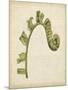 Fiddlehead Ferns III-Jennifer Goldberger-Mounted Art Print