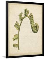 Fiddlehead Ferns III-Jennifer Goldberger-Framed Art Print