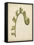 Fiddlehead Ferns III-Jennifer Goldberger-Framed Stretched Canvas