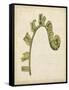 Fiddlehead Ferns III-Jennifer Goldberger-Framed Stretched Canvas