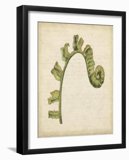 Fiddlehead Ferns III-Jennifer Goldberger-Framed Art Print