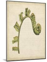 Fiddlehead Ferns III-Jennifer Goldberger-Mounted Art Print
