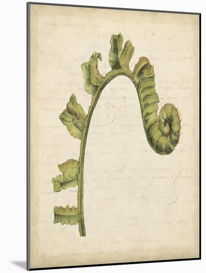 Fiddlehead Ferns III-Jennifer Goldberger-Mounted Art Print