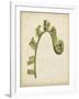 Fiddlehead Ferns III-Jennifer Goldberger-Framed Art Print