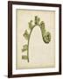 Fiddlehead Ferns III-Jennifer Goldberger-Framed Art Print