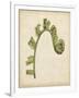 Fiddlehead Ferns III-Jennifer Goldberger-Framed Art Print