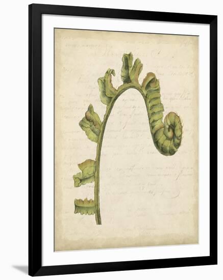 Fiddlehead Ferns III-Jennifer Goldberger-Framed Art Print