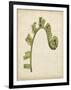 Fiddlehead Ferns III-Jennifer Goldberger-Framed Art Print