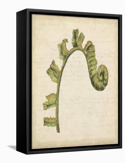 Fiddlehead Ferns III-Jennifer Goldberger-Framed Stretched Canvas