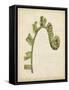 Fiddlehead Ferns III-Jennifer Goldberger-Framed Stretched Canvas