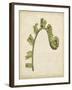 Fiddlehead Ferns III-Jennifer Goldberger-Framed Art Print