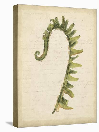 Fiddlehead Ferns IV-Jennifer Goldberger-Stretched Canvas