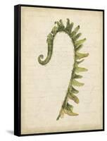 Fiddlehead Ferns IV-Jennifer Goldberger-Framed Stretched Canvas