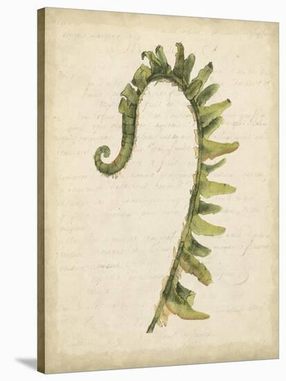 Fiddlehead Ferns IV-Jennifer Goldberger-Stretched Canvas