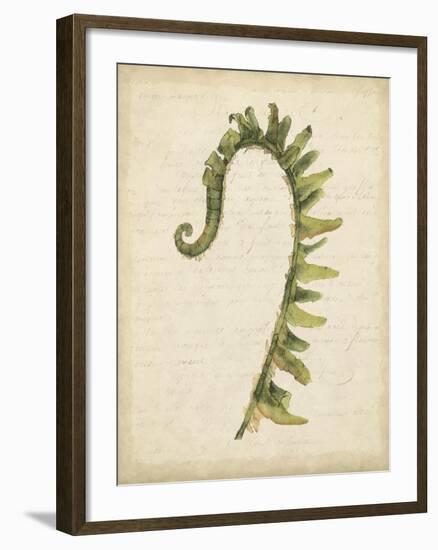 Fiddlehead Ferns IV-Jennifer Goldberger-Framed Art Print