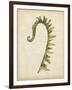 Fiddlehead Ferns IV-Jennifer Goldberger-Framed Art Print