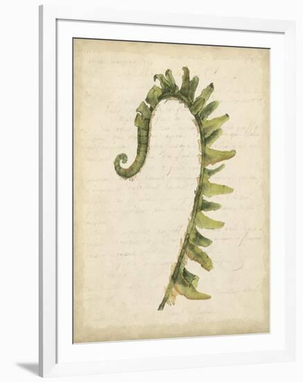 Fiddlehead Ferns IV-Jennifer Goldberger-Framed Art Print