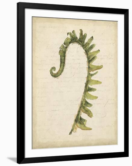 Fiddlehead Ferns IV-Jennifer Goldberger-Framed Art Print