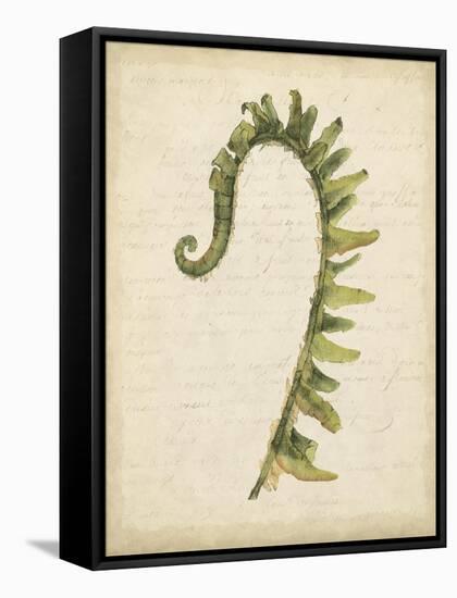 Fiddlehead Ferns IV-Jennifer Goldberger-Framed Stretched Canvas