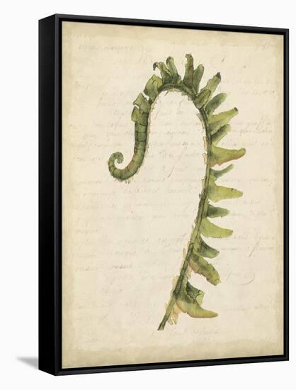 Fiddlehead Ferns IV-Jennifer Goldberger-Framed Stretched Canvas