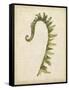 Fiddlehead Ferns IV-Jennifer Goldberger-Framed Stretched Canvas