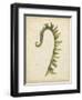 Fiddlehead Ferns IV-Jennifer Goldberger-Framed Premium Giclee Print