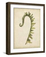 Fiddlehead Ferns IV-Jennifer Goldberger-Framed Art Print