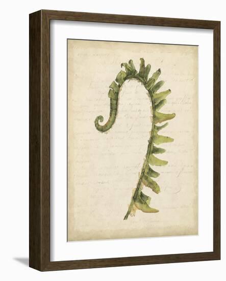 Fiddlehead Ferns IV-Jennifer Goldberger-Framed Art Print