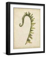 Fiddlehead Ferns IV-Jennifer Goldberger-Framed Art Print