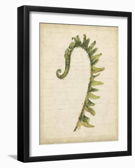 Fiddlehead Ferns IV-Jennifer Goldberger-Framed Art Print