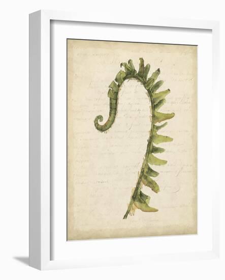 Fiddlehead Ferns IV-Jennifer Goldberger-Framed Art Print